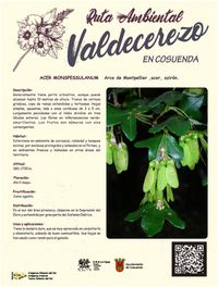 Arce de Montpellier ,acer, azirón