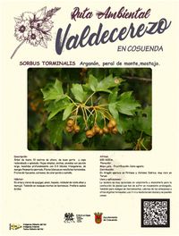 Arganón, peral de monte, mostajo