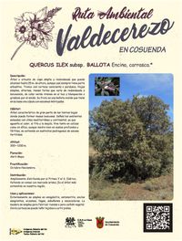 Ballota, Encina, Carrasca