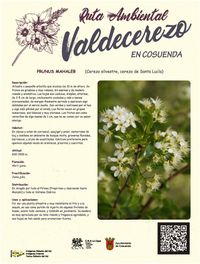 Cerezo silvestre, cerezo de Santa Lucía