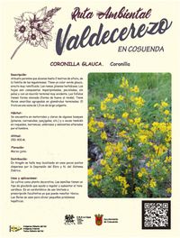 Coronilla