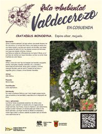 Espino albar, majuelo