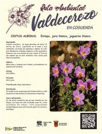 Estepa, jara blanca, jaguarzo blanco